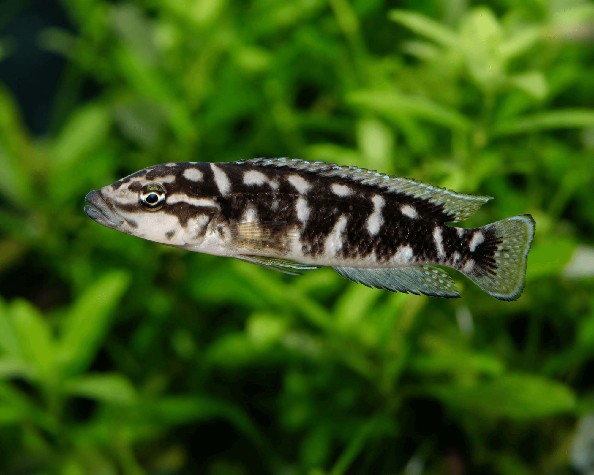 Julidochromis transcriptus: Black-and-White Slender Cichlid